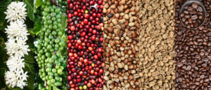 Fabiano’s Coffee Roasters coffee roaster near Redlands, California - specialty coffee and local roastery