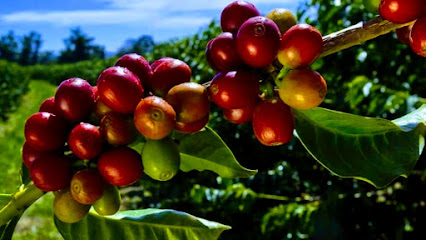 Coffee Quintessence coffee roaster in Folsom, California - specialty coffee and artisan roasted beans