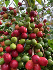 Beachwood Coffee Collective coffee roaster near Pleasantville, New Jersey - specialty coffee and local roastery